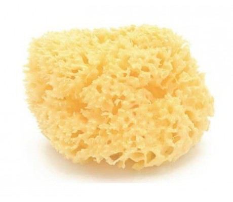 Naturalna gąbka morska Naturalna gąbka morska