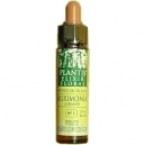Dąb Plantis No. 22 10 ml Dąb Plantis No. 22 10 ml